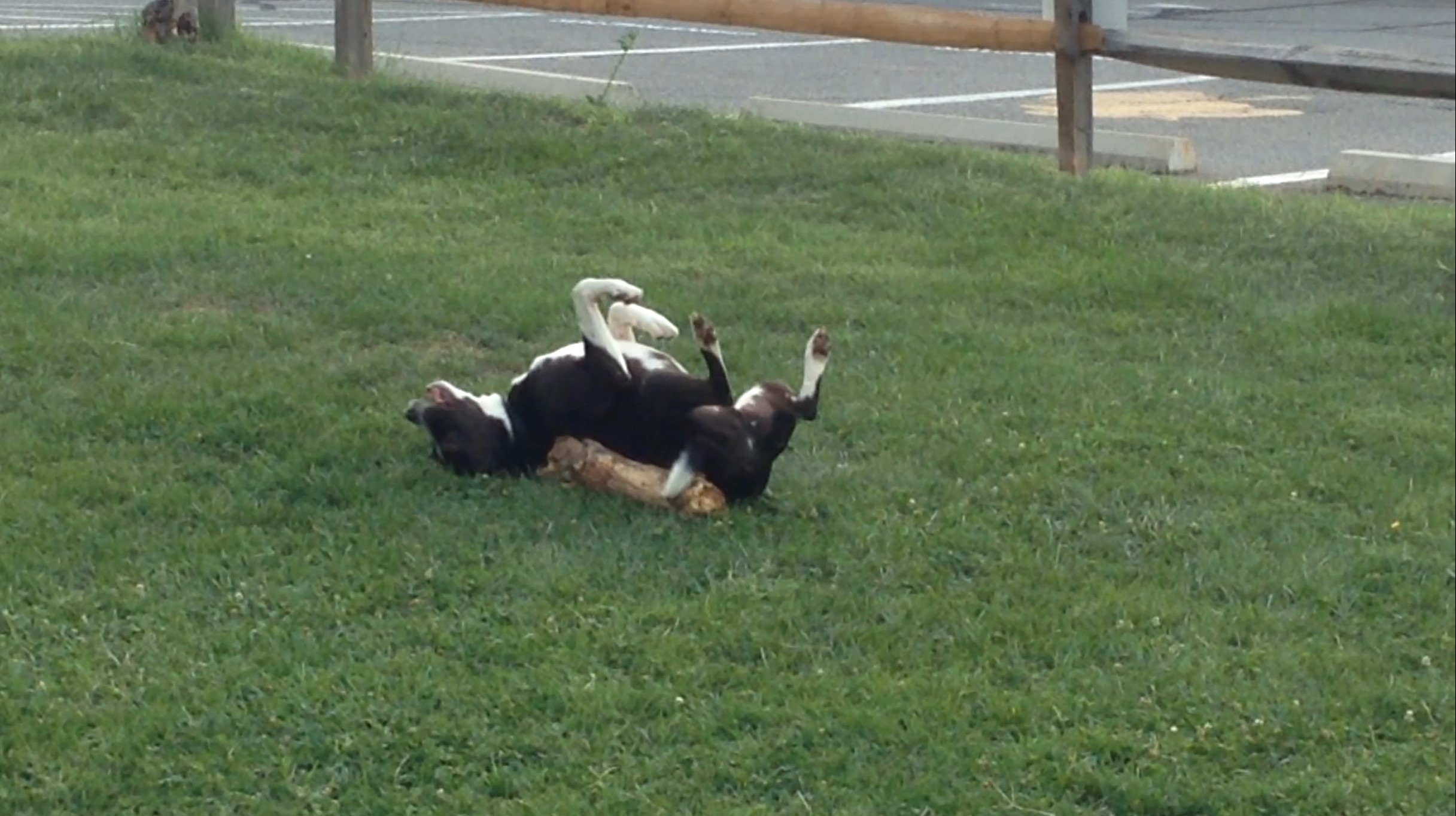 The Versatility of Logs